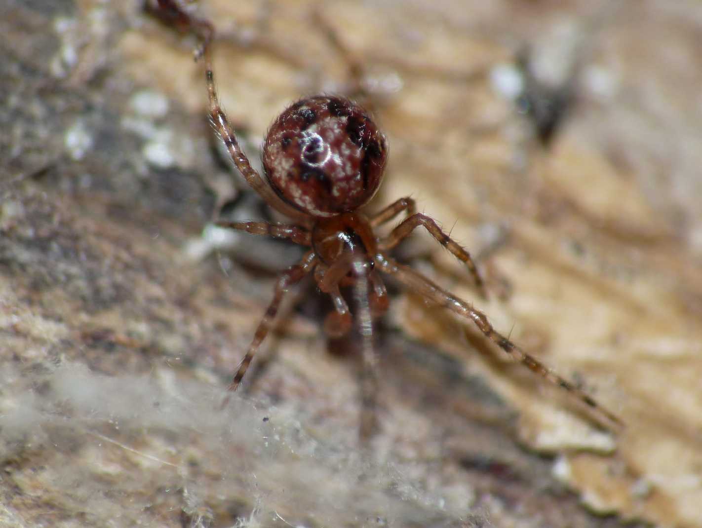 Theridion sp.